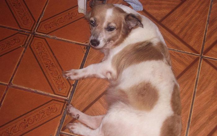 Melzinha e Segundinho