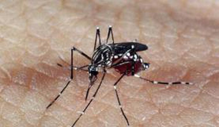 Mosquito Aedes aegypti transmite zika, dengue e chikungunya Foto: Agência Brasil