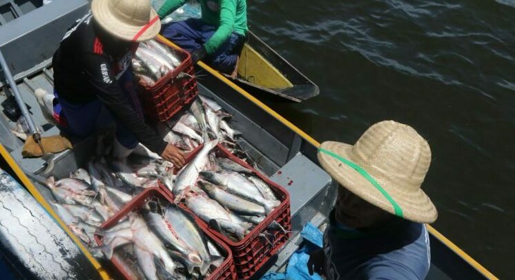 Ministério da Agricultura cancela 860 registros de pescadores do AM