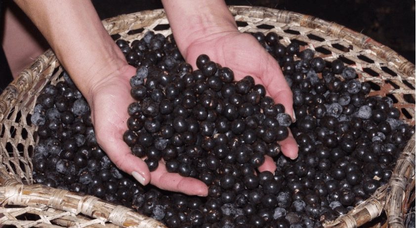 açaí reprodução internet