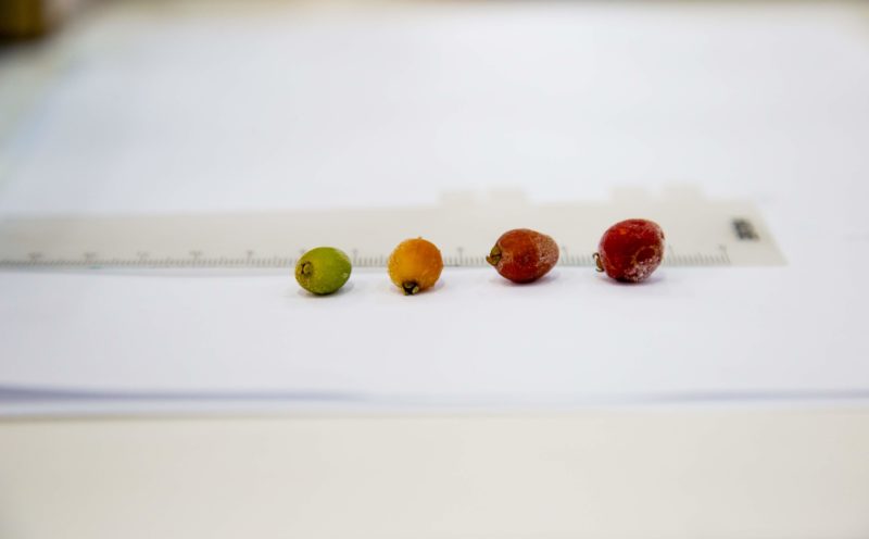 fruta