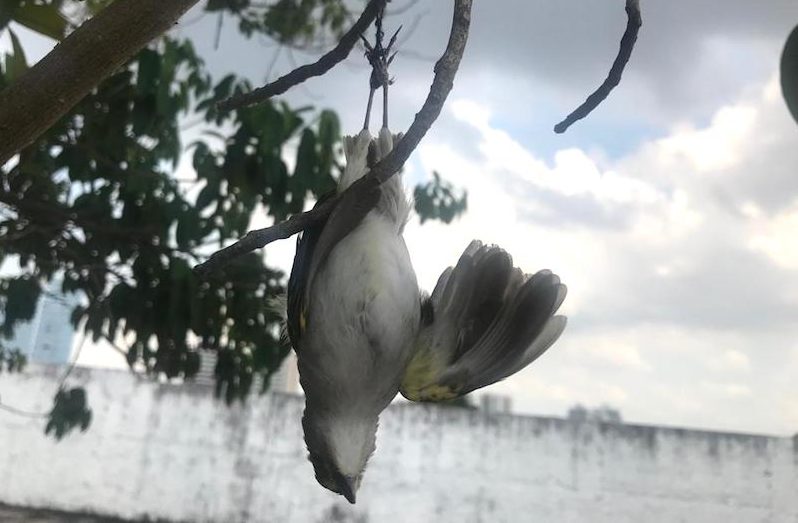A vida por um fio Adeus, passarinho!