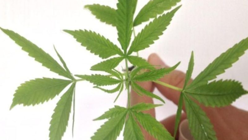 Cannabis