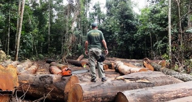 desmatamento, amazonia, empresas, negocios