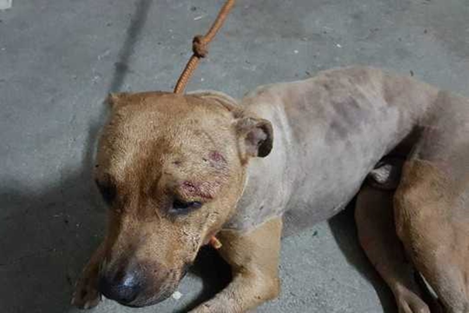 Polícia faz BO online de maus-tratos contra animais em Manaus