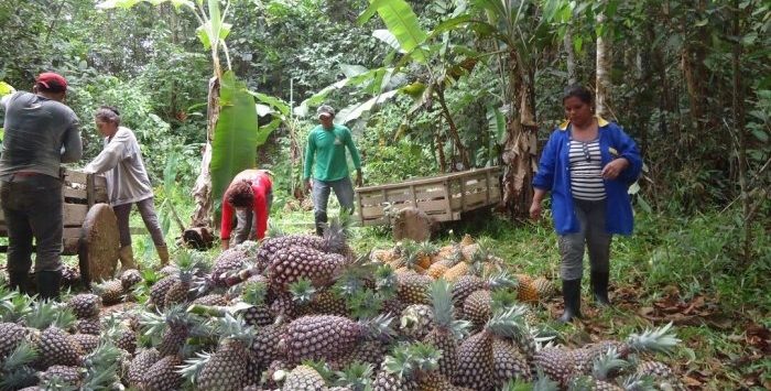 amazonas, 1,64, bilhao, fundo, norte