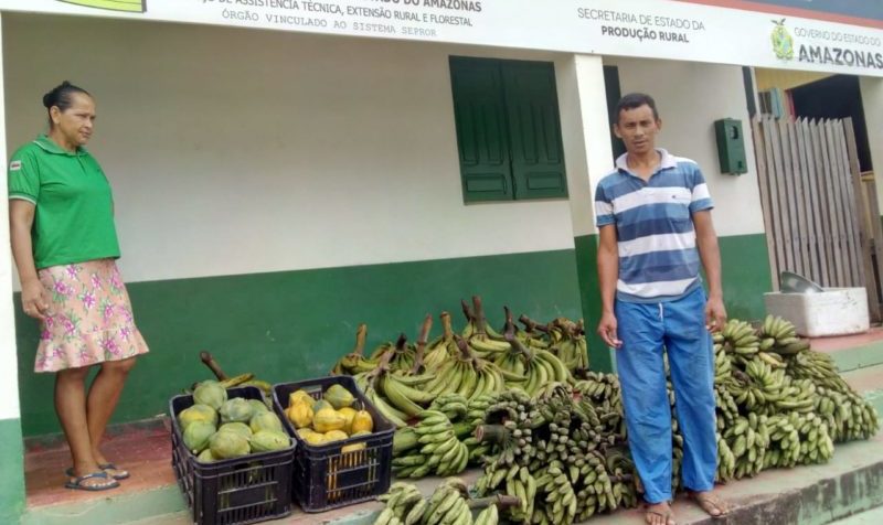 agricultor, pauini, agricultura, familiar