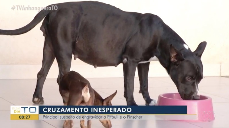 Pinscher é apontado como principal suspeito de engravidar pitbull