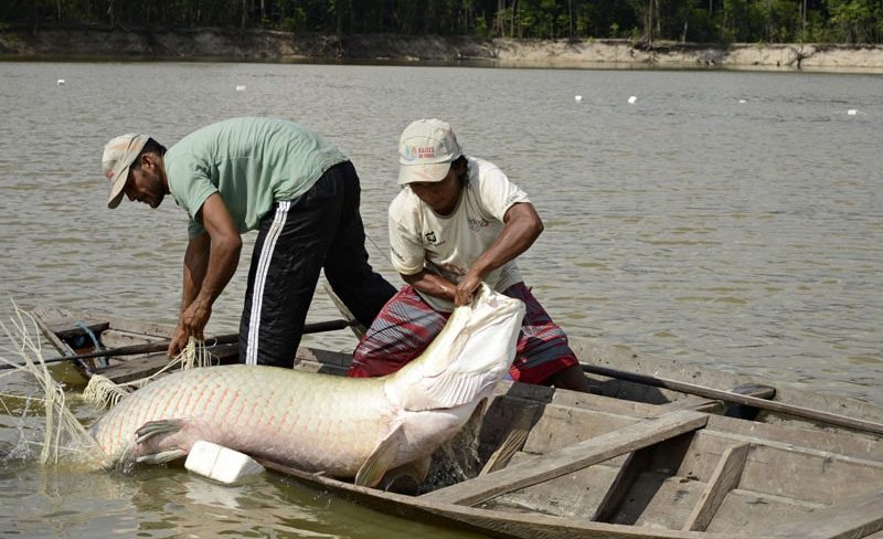 renda, brasil, seguro, defeso, amazonas