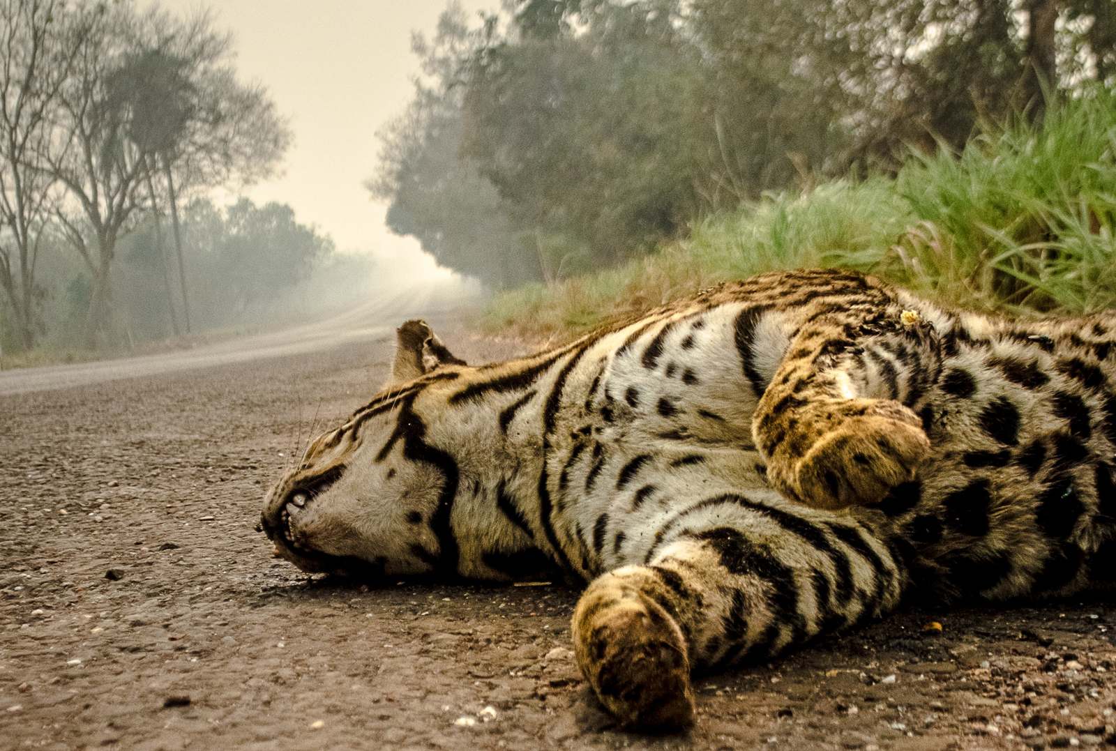 Queimadas transformam o Pantanal em cemitério de animais