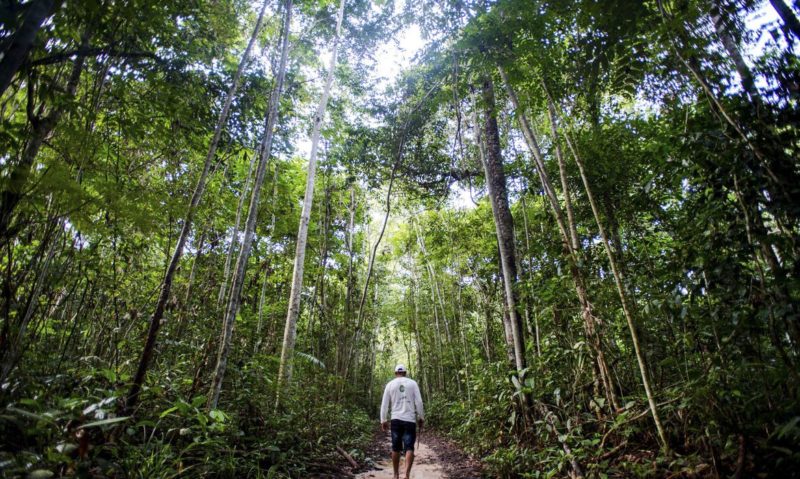 produtores, florestas, conservadas, amazonia