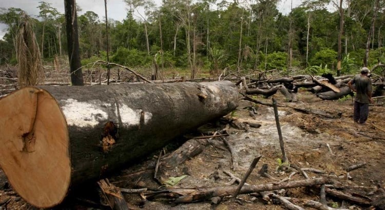 labrea, amazonia, desmatamento