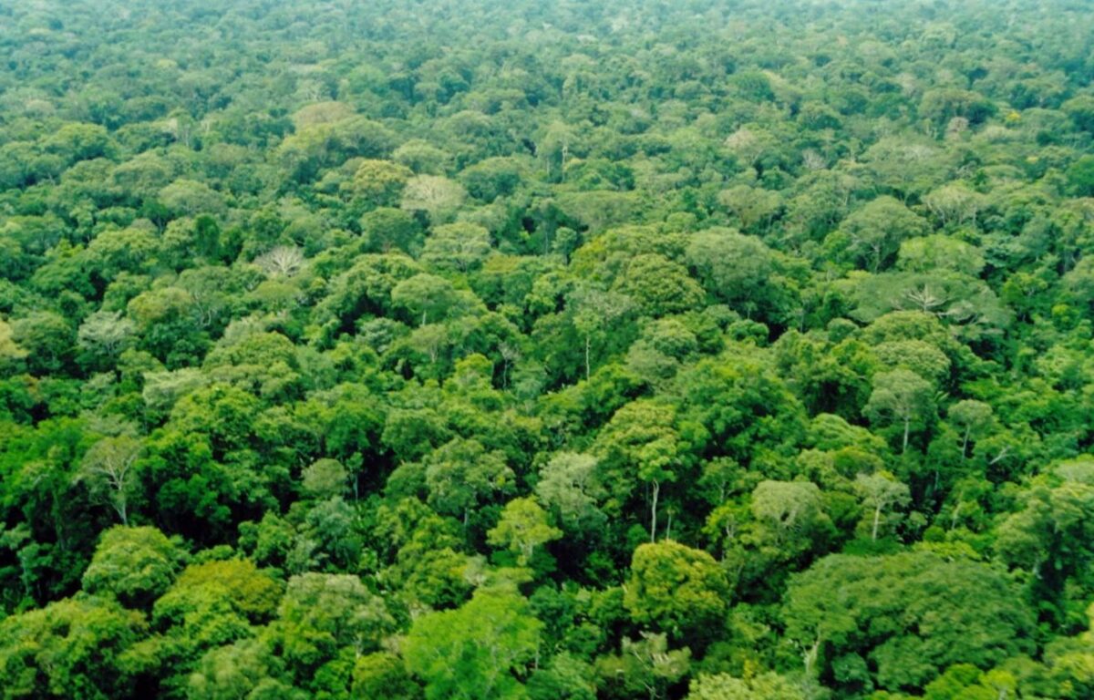 Franceses são primeiros a aderir a plano de Bolsonaro de adoção da Amazônia