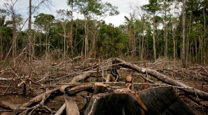 sul, amazonas, manaus, desmatam