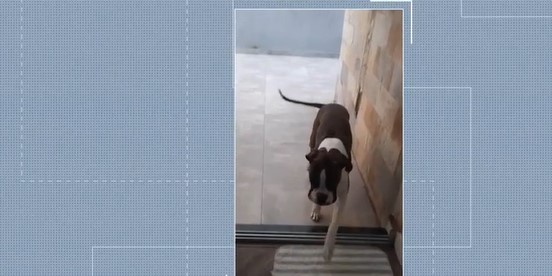 Cachorro em MG é novo caso confirmado de coronavírus em animais