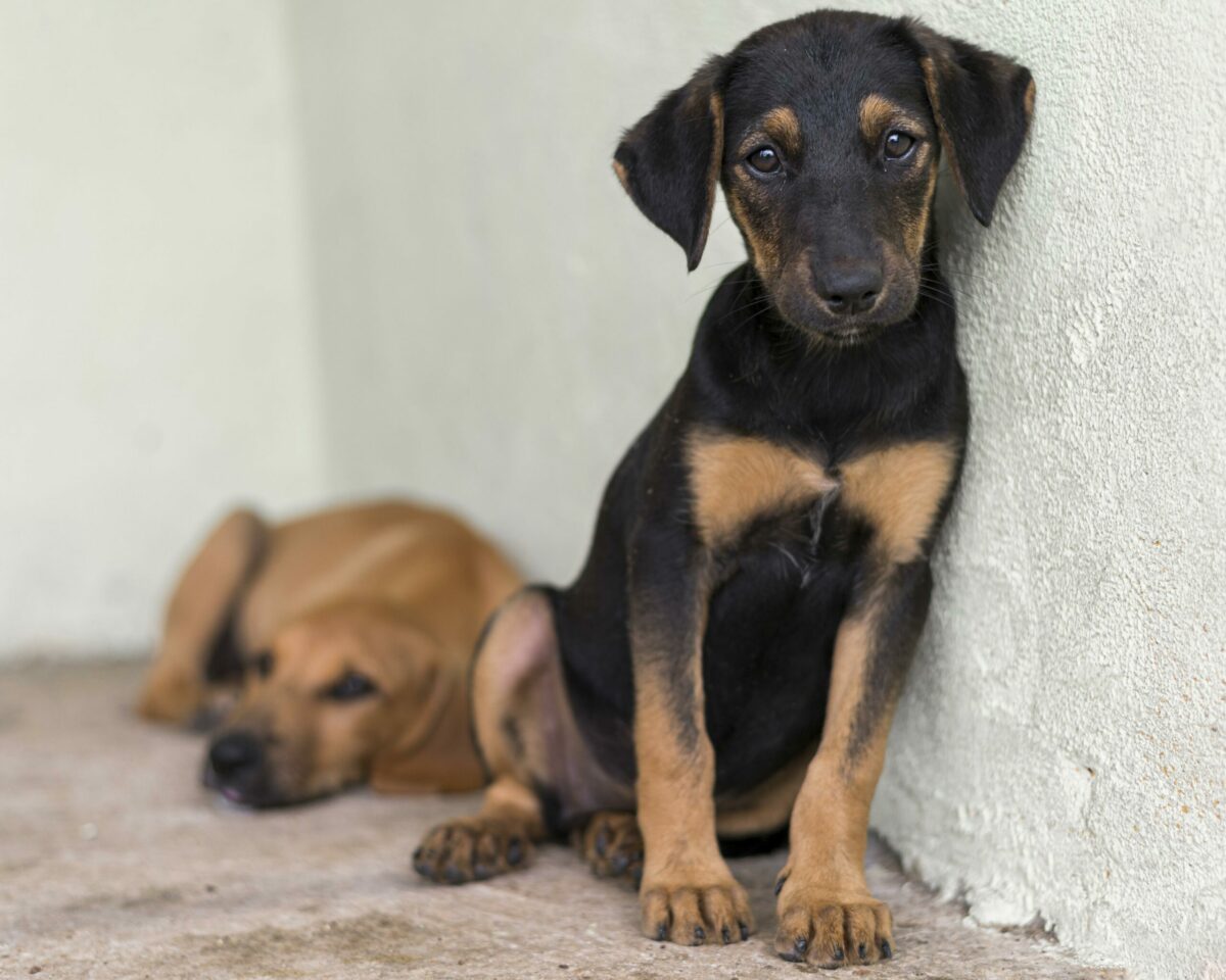 Projeto cria "castramóvel"