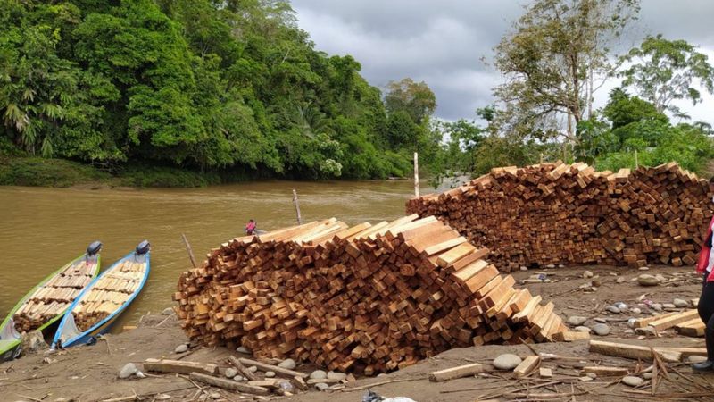 Extração de Pau-de-Balsa ameaça animais e comunidades indígenas na Amazônia