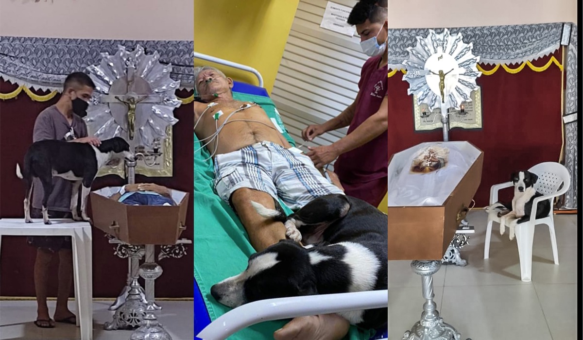 Cão