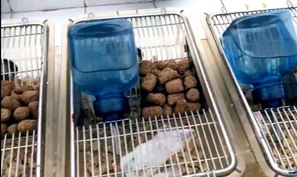 Vacina cearense contra covid aguarda aval para testes em humanos