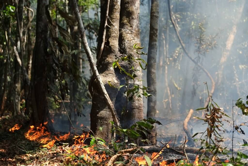 Áreas públicas da Amazônia no Amapá vendidas por preços ínfimos