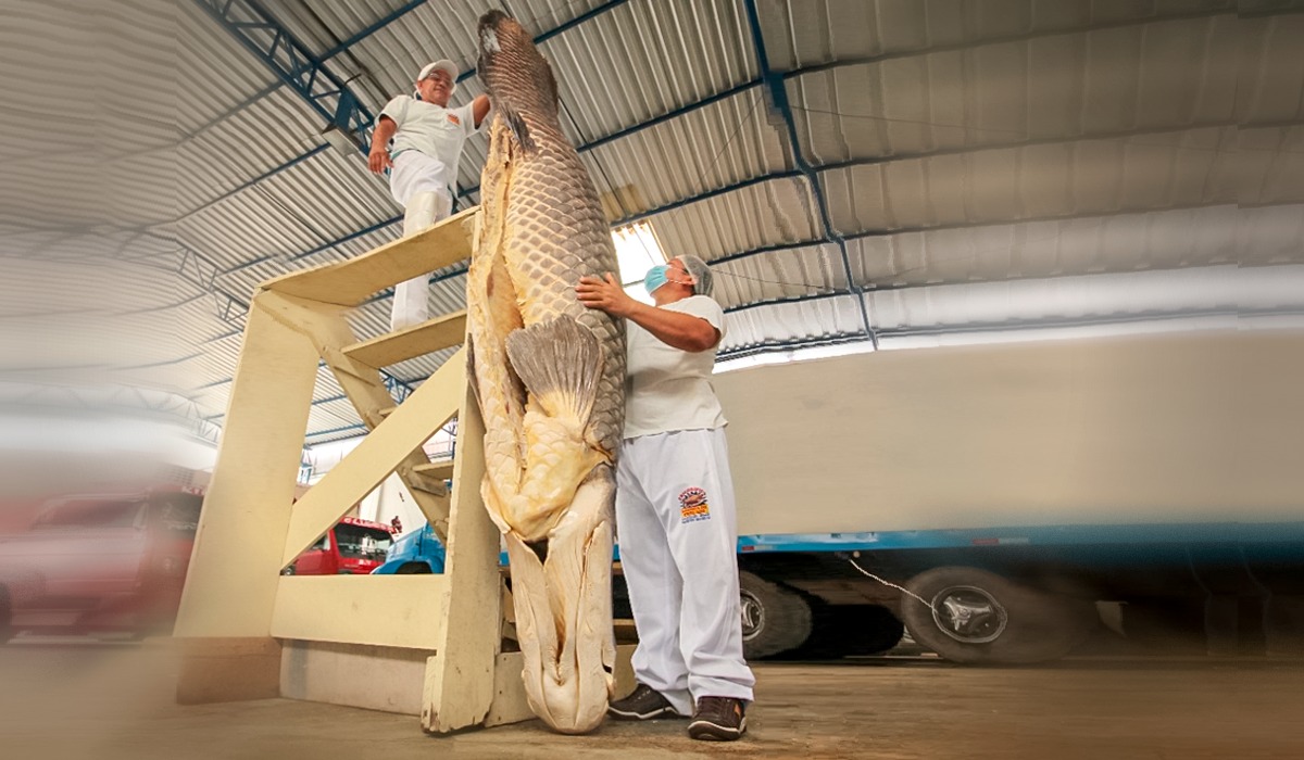 Seca extrema: pode faltar pirarucu nas feiras no ano que vem