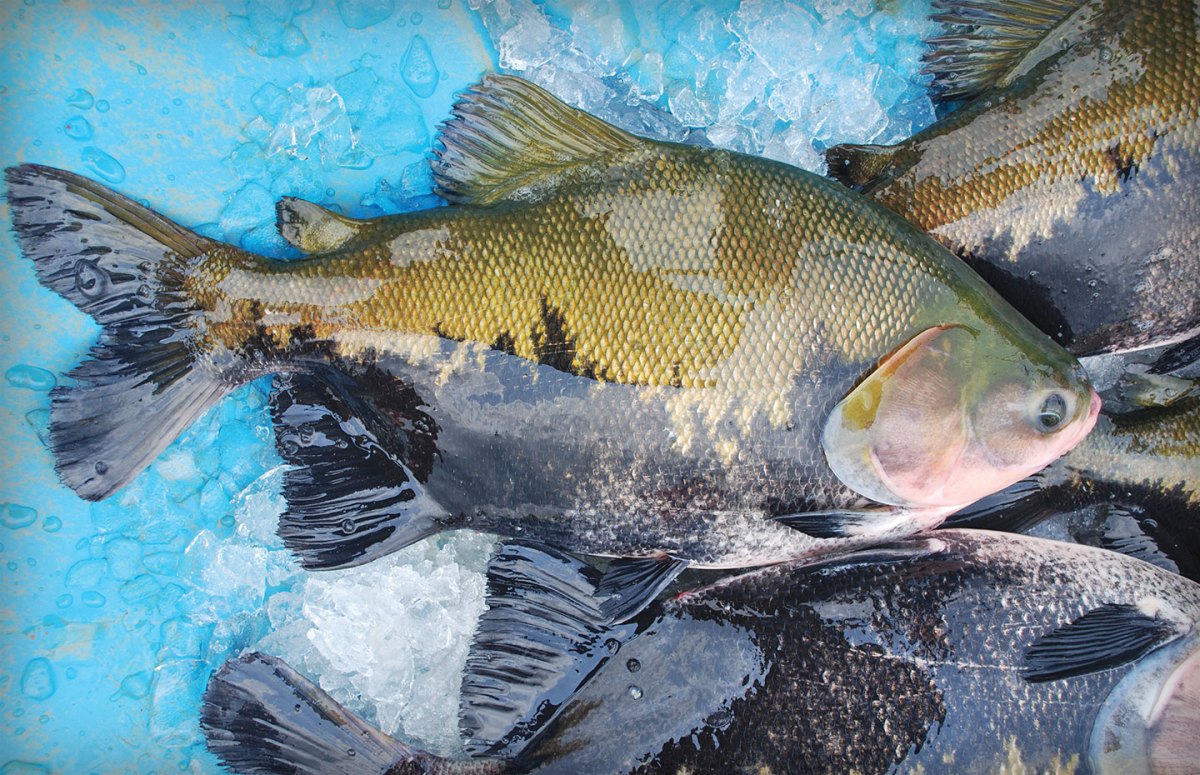 Criadores de peixes apostam em produção recorde em 2021