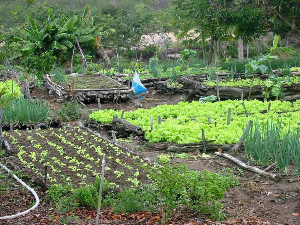 Ufam inaugura feiras agroecológicas, em Manaus, neste sábado