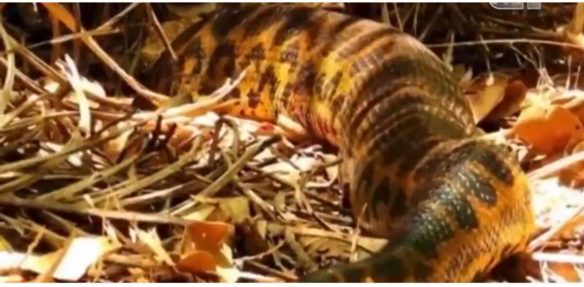 Ela procurava arara, mas veja a anaconda que achou!