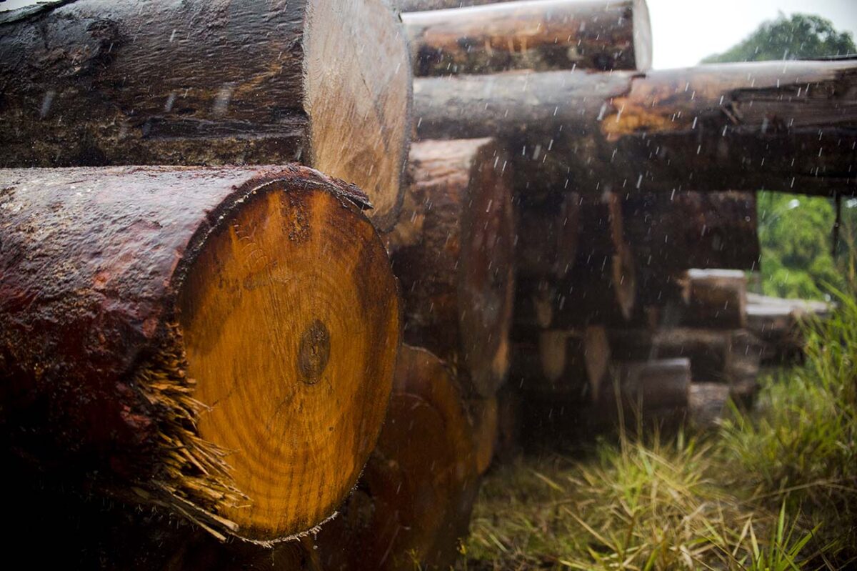 Empresas criam plataforma que previne desmatamento na Amazônia