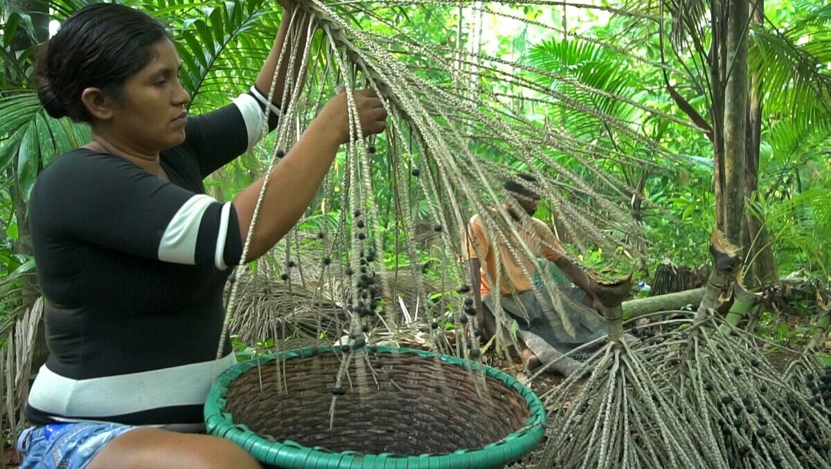 bioeconomia, amazonia, negocios, bancos