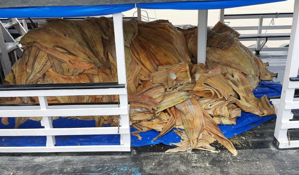 Ação do governo com Prefeitura de Coari apreende 16t de pescado ilegal