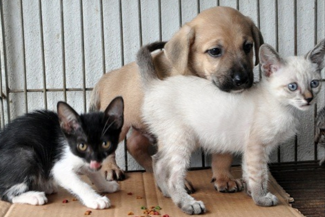 Projeto que proíbe eliminação de cães e gatos é aprovado na Câmara