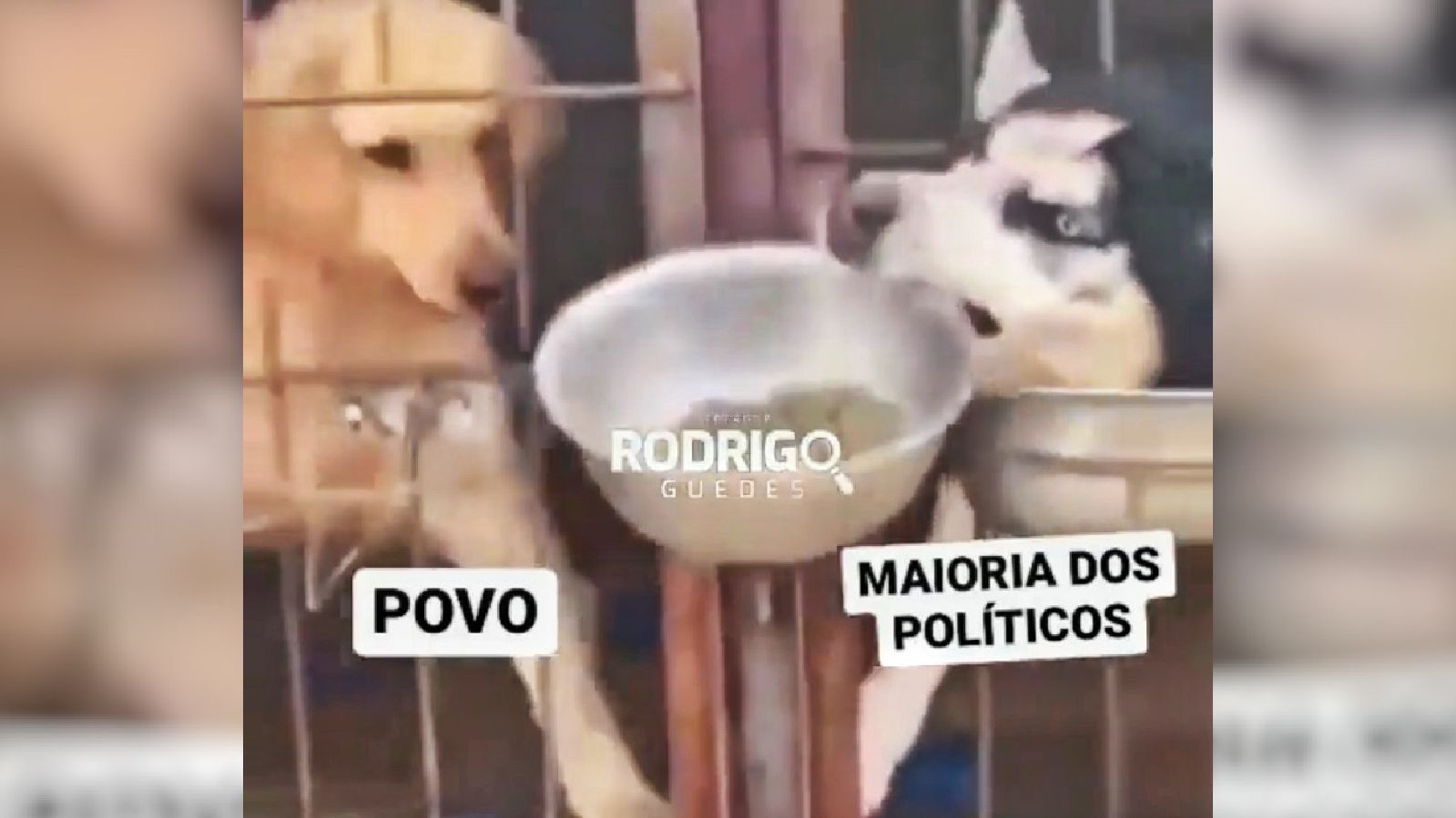 Cachorro rouba comida de outro