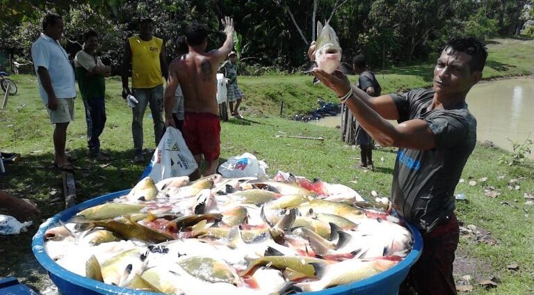peixe, gelo, doenca, urina preta