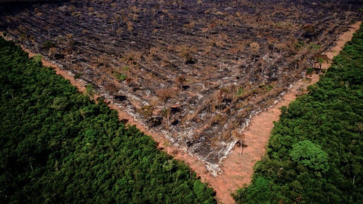 Desmatamento na Amazônia