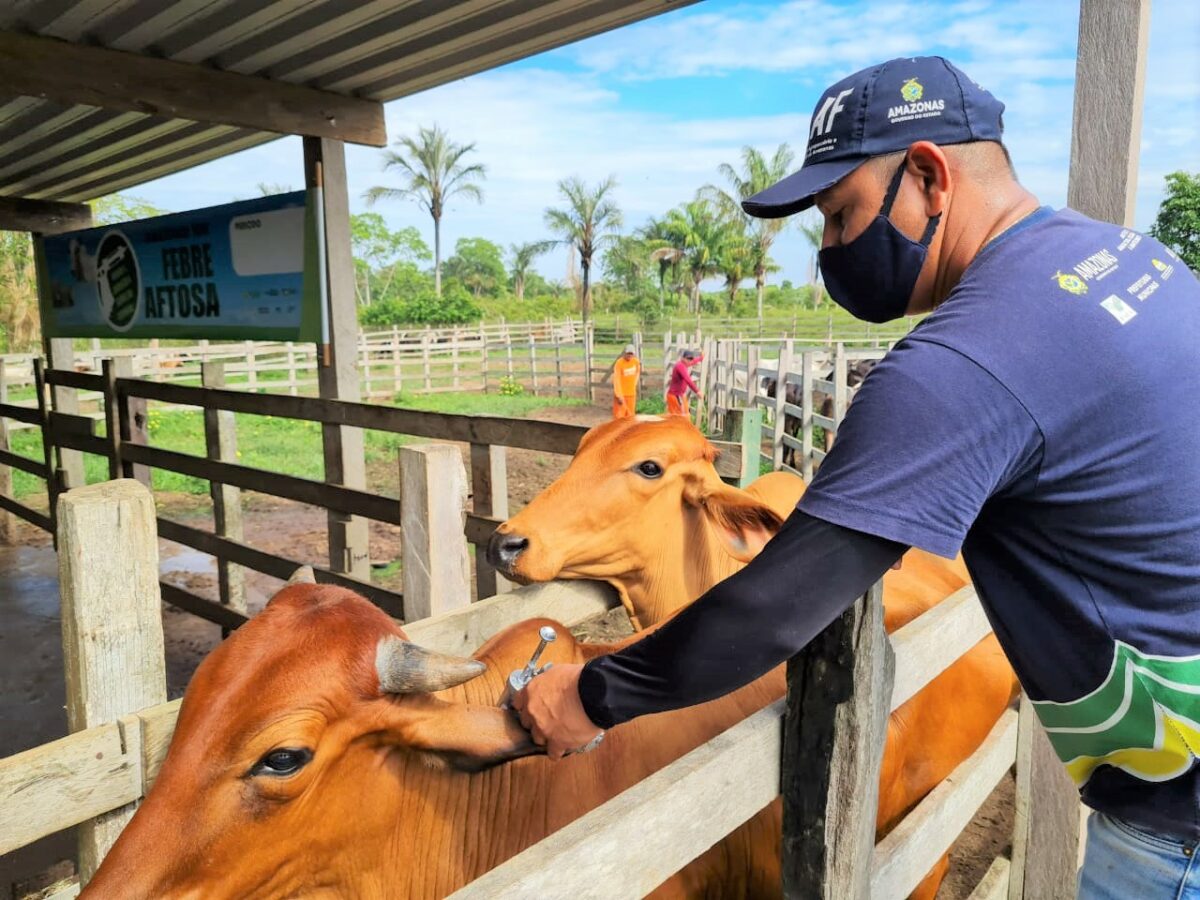 Vacinação contra aftosa ocorre em novembro em oito municípios do AM