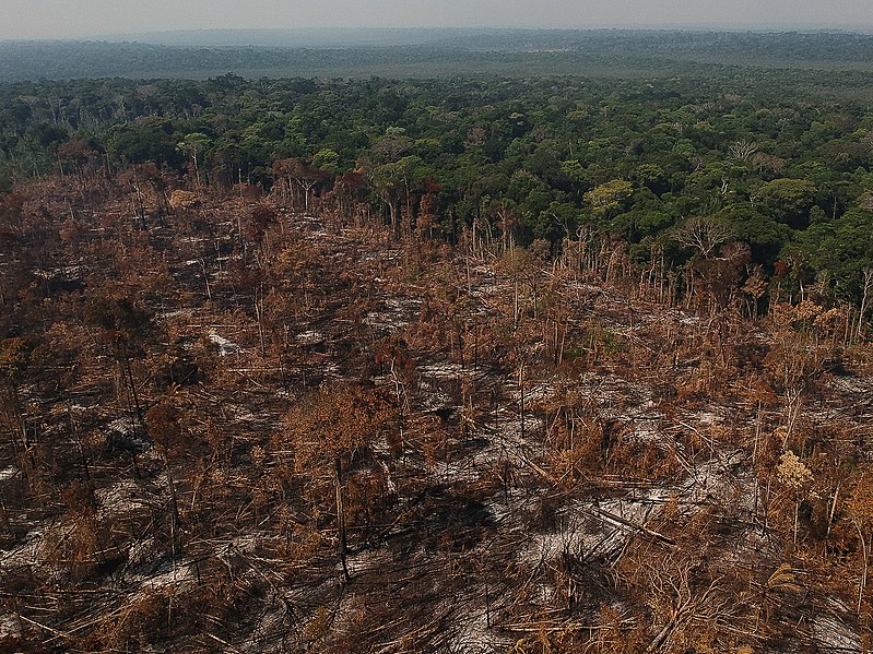 AM é segundo em novo recorde de desmatamento na Amazônia