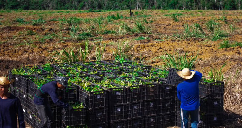 instituicoes, campanha, reflorestar, amazonia