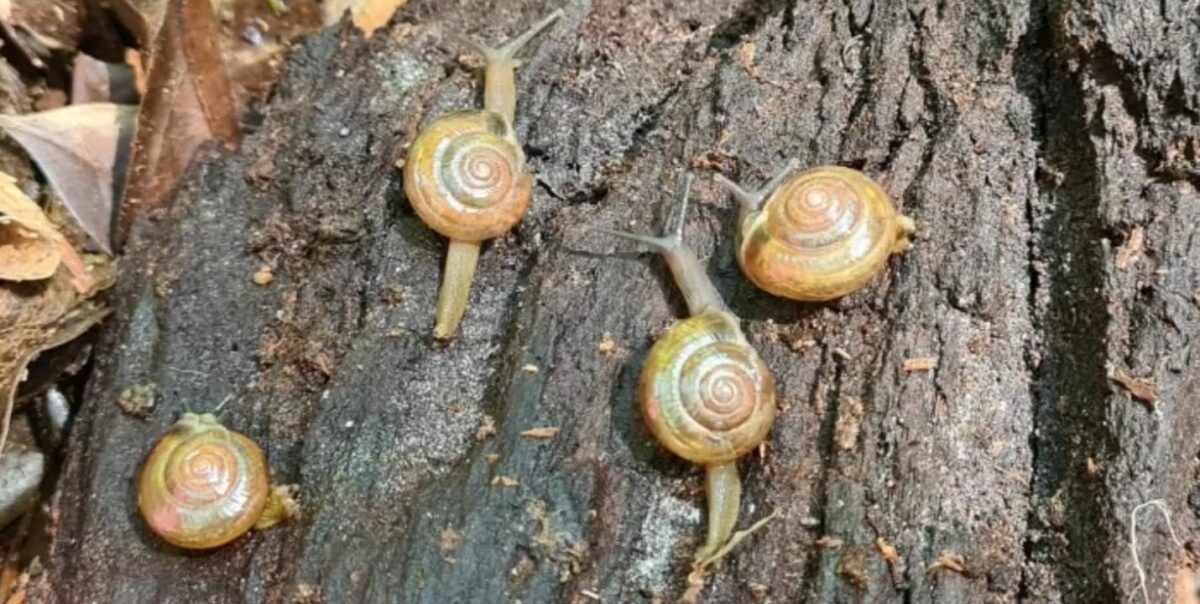 Depois do caramujo africano, vem aí, pelo mar, o caracol indiano