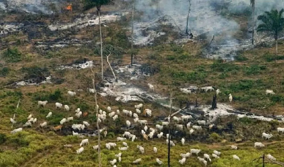Frigoríficos avançam com desmatamento e a grilagem na Amazônia