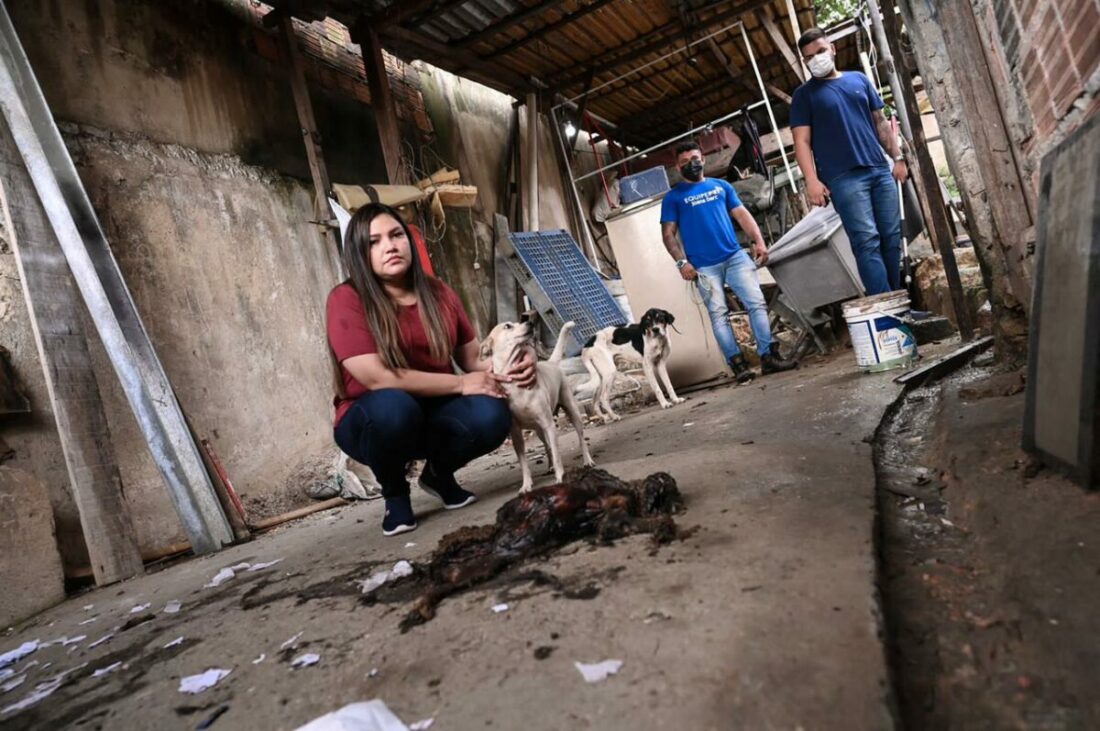 Deputada - cães