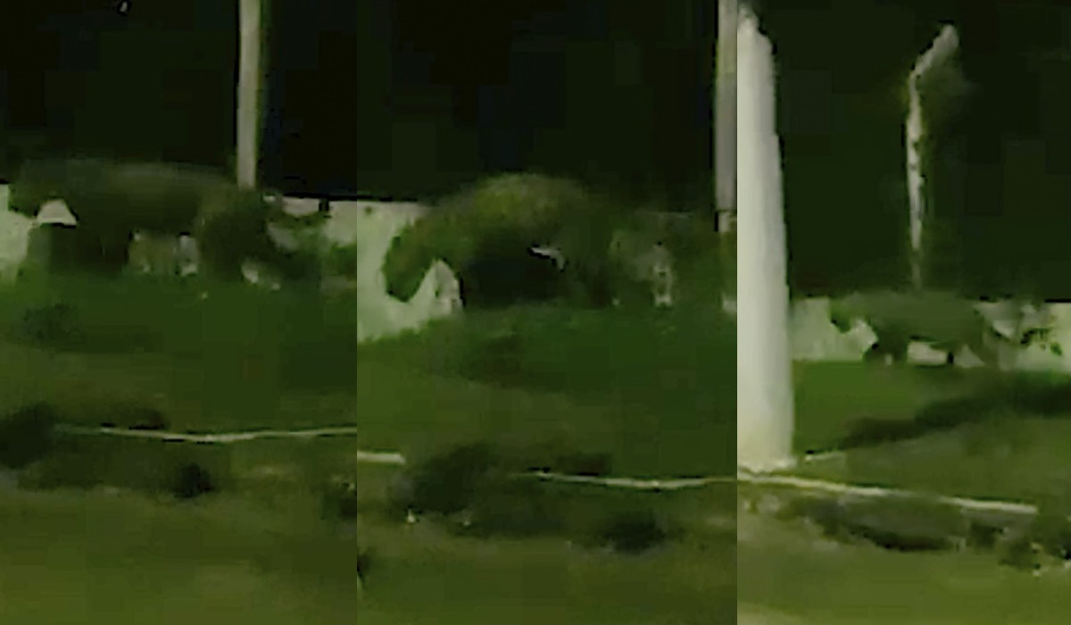 Vídeo mostra onça pintada perto do aeroporto de Manaus