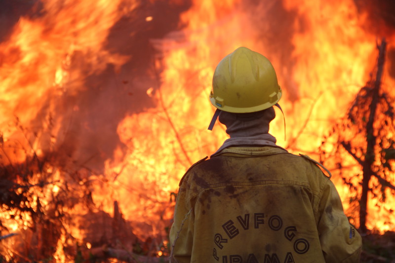 Ibama contrata agentes após desmatamento explodir na Amazônia