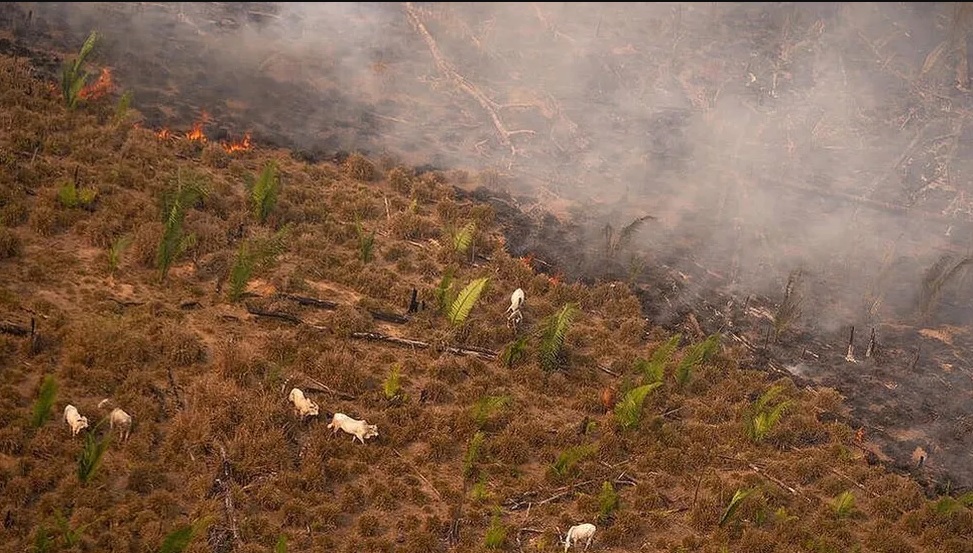 Municípios que mais desmatam na Amazônia têm menos desenvolvimento social