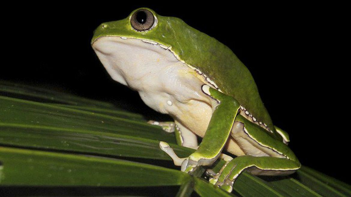 biopirataria, internacional, sapo amazonia