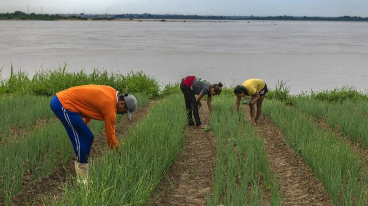 governo, onu, conservacao, floresta