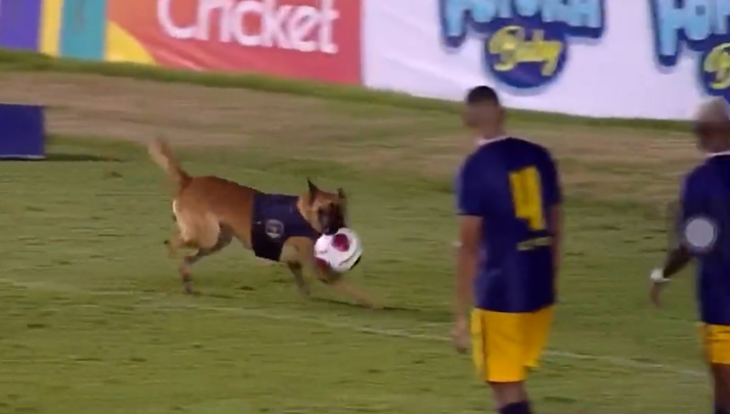 Em final de campeonato, cão policial invade o campo e 'rouba' a bola
