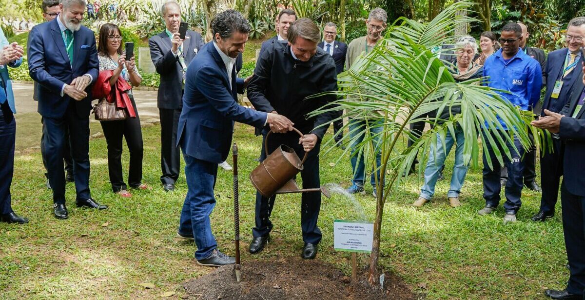 decreto, mercado, carbono