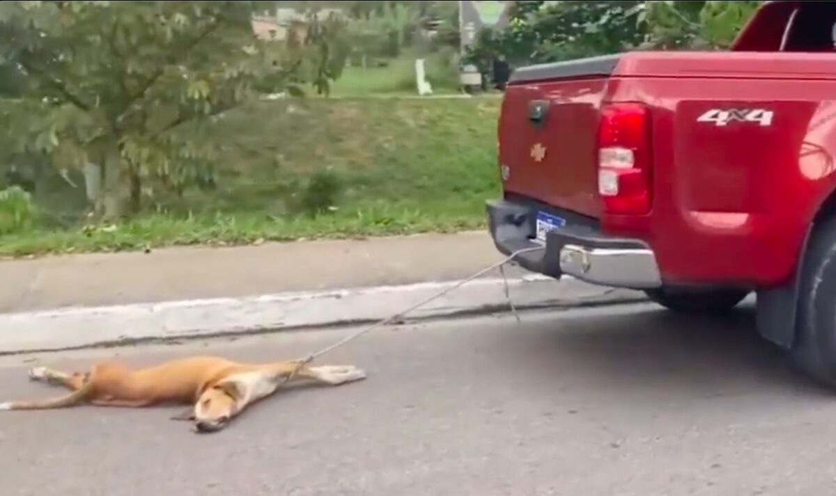 Homem - cão 1