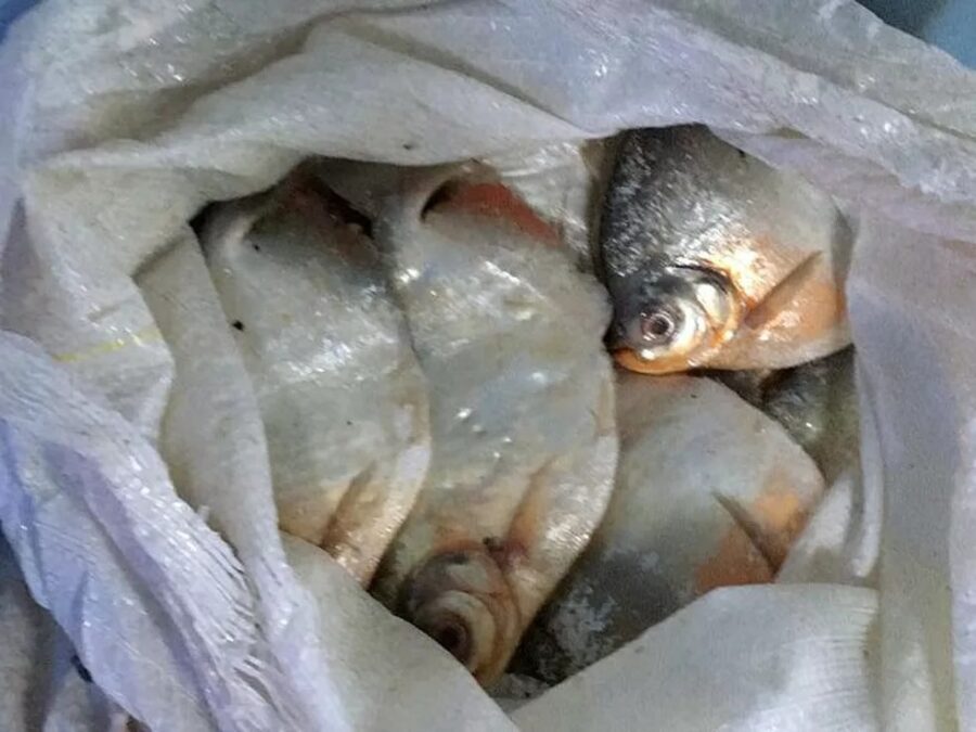 Doença da urina preta volta a causar morte após consumo de peixe